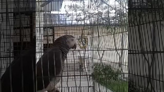 Попугай муслим смотреть онлайн