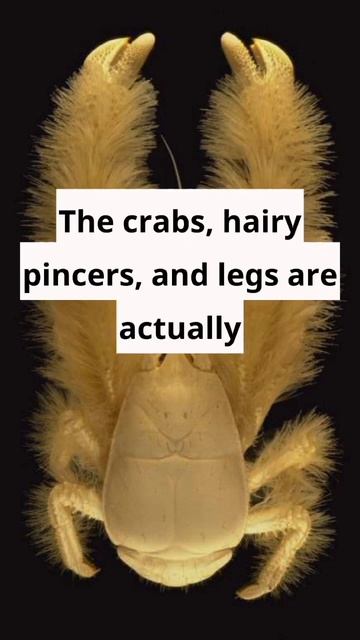 Yeti Crab or Kiwa Hirsuta newly discovered species #motivation #trending #facts #popular #shorts смотреть онлайн