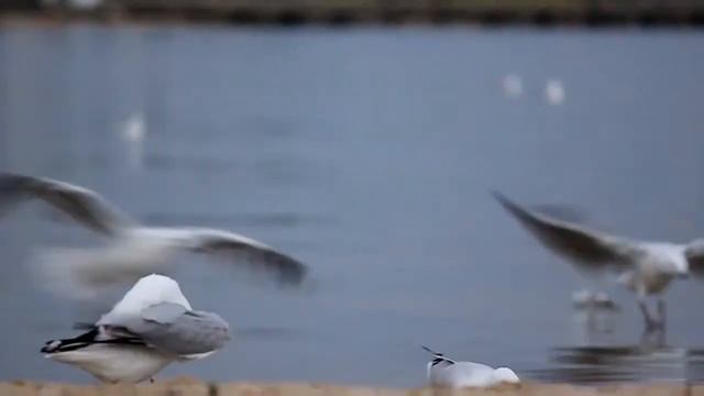 Seabird смотреть онлайн