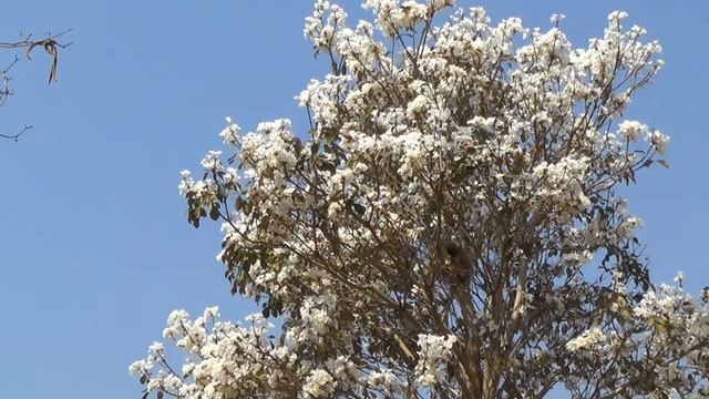 IPÊ BRANCO, IPÊ AMARELO IPÊ FLORIDO (TABEBUIA CHRYSOTRICHA) IPÊ-TABACO PRIMAVERA ESTAÇÃO DAS FLORES смотреть онлайн