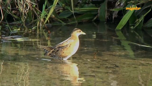 ヒメクイナと大ナマズ 衝撃の出合い смотреть онлайн