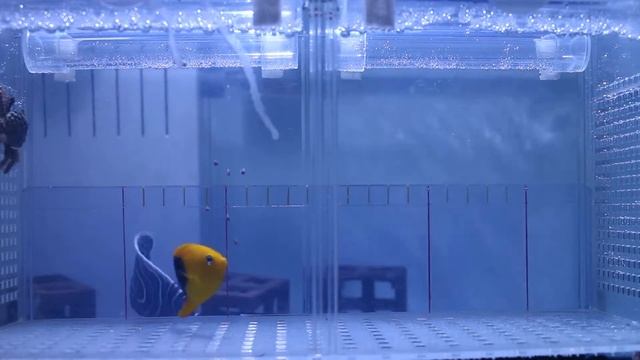 ロックビューティー смотреть онлайн