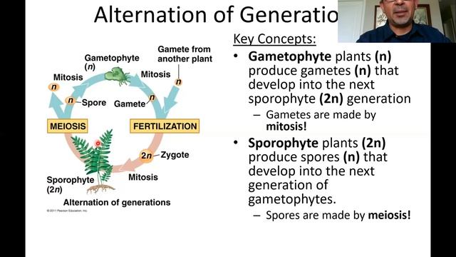 Alternation of Generations смотреть онлайн