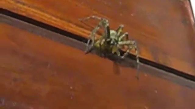 Horris the House Spider likes Meng Mao time of year... смотреть онлайн