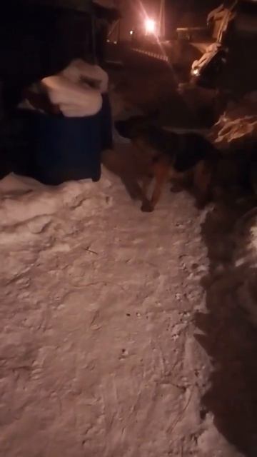 ЭРбен Велт Штерн Маунт-Черри, внучка Сенны (о. Гектор 1 из Дома Алленс, м. EWS Aleksandria) смотреть онлайн