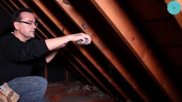 Dog gives nights to mom Toledana, so she installs a hidden camera смотреть онлайн