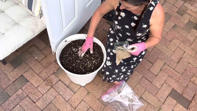 Grow Rice in Pots смотреть онлайн