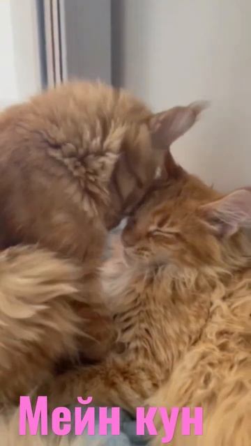 Мейн кун. Сестрички-лисички #мейнкун смотреть онлайн