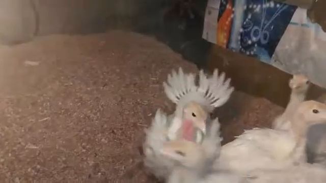 Биг-6. Настоящий самец) смотреть онлайн