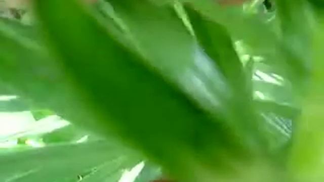 Lily Beetle (Lilioceris Lilii) смотреть онлайн