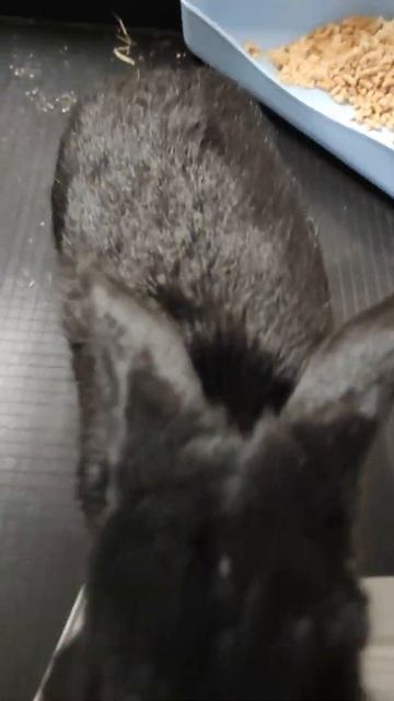 Анекдот бабушка и телефон / #shorts смотреть онлайн