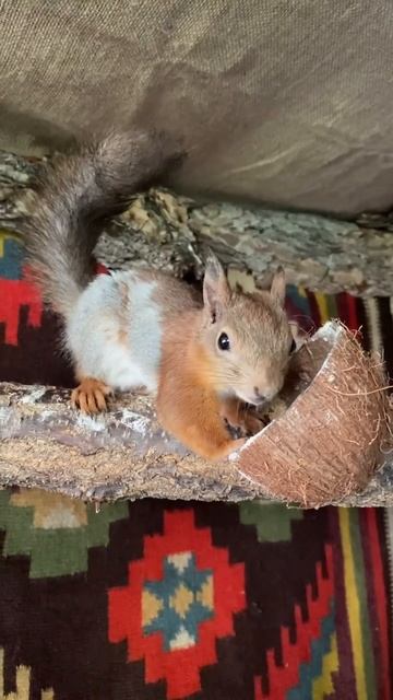 Завтракает Фрунзик🐿️ #short #animals смотреть онлайн