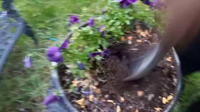 Cordyline, Candy tuft & Hostas смотреть онлайн