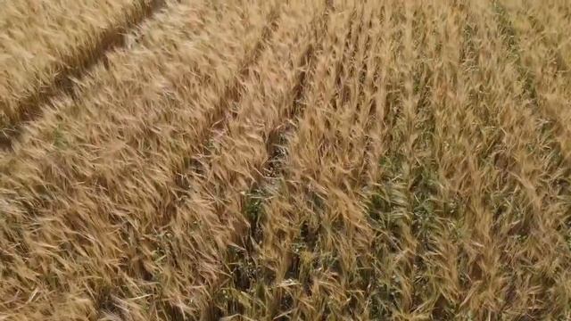 Знаменка поле № 20 ячмень Чилл смотреть онлайн