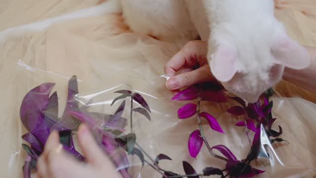 Традесканция