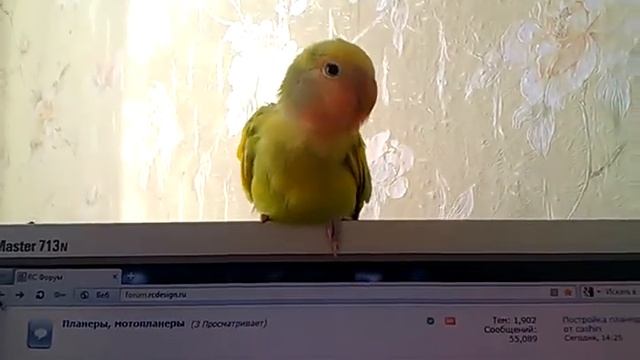 3хмесячный неразлучник смотреть онлайн