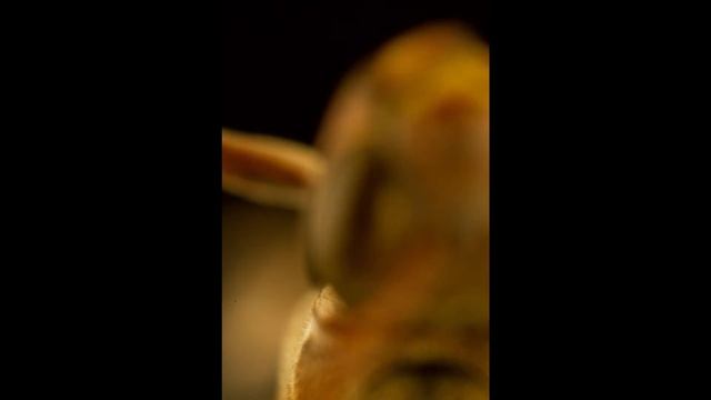 Focus stacking a wasp смотреть онлайн