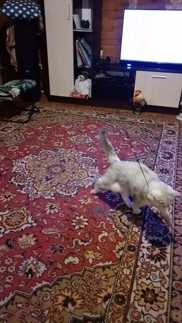 Как бабушка в деревне играет с котом 🤣😂 смотреть онлайн