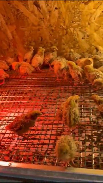 Перепела первую ночь провели на сетке смотреть онлайн