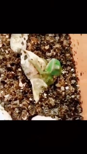 рождение Йеменского Хамелеона 🍼🦎😍 #рождениехамелеончика#хамелеон смотреть онлайн