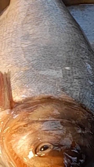 Amaging Silver Carp fish cutting skills in Bangladesh fish market смотреть онлайн