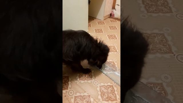 я и собака вики шоу смотреть онлайн