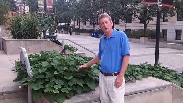 What Does a Sweet Potato Plant Look Like? смотреть онлайн