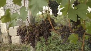 Виноград Кодрянка 2019