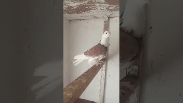 Узбекские голуби Pigeons الحمام Tauben merpati کبوتر鴿子 ハトkaʙūtar смотреть онлайн