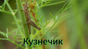Кузнечик. Наблюдение за кузнечиком.