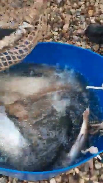 КРХ ТРИФОН смотреть онлайн