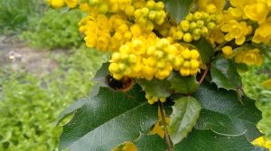 САМЫЕ ЯРКИЕ и НЕПРИХОТЛИВЫЕ КУСТАРНИКИ для МАЛОУХОДНОГО САДА
