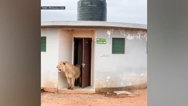 ‘Call of nature’: Video of lion emerging from public toilet leaves netizens awestruck смотреть онлайн