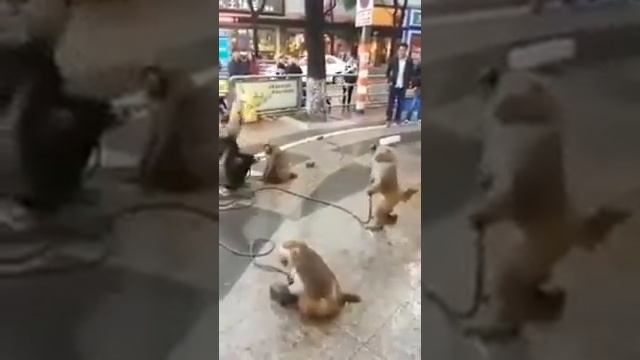 Смешные обезьянки Crazy Monkey смотреть онлайн