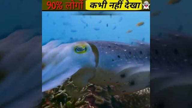 अनदेखी मछलिया 🐡/part 2 #fact #shorts #amazingfact смотреть онлайн