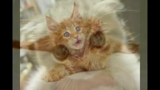 Самый Смешные Кошки Лучшие Видео смотреть онлайн