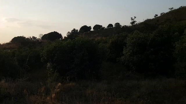 JIFUNZE KILIMO CHA PARACHICHI смотреть онлайн