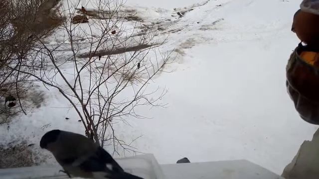 Снегири в городе