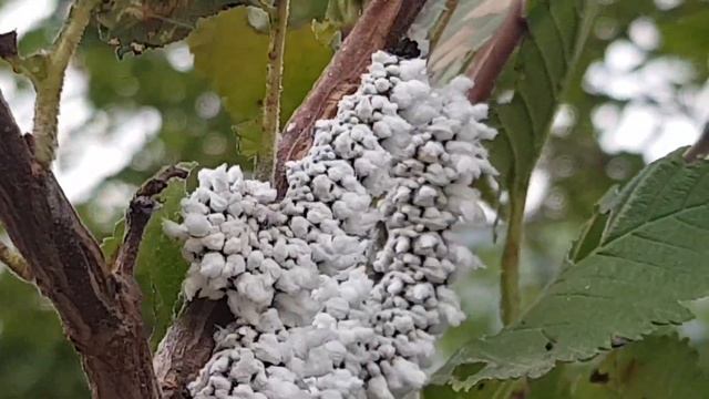 두줄제비나비붙이 유충 double-jumped-up larvae смотреть онлайн