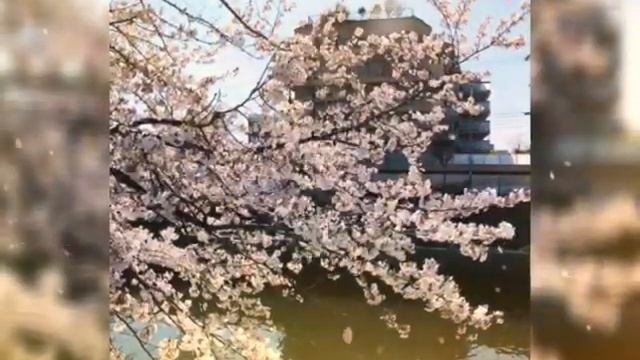 Sakura 2019 смотреть онлайн