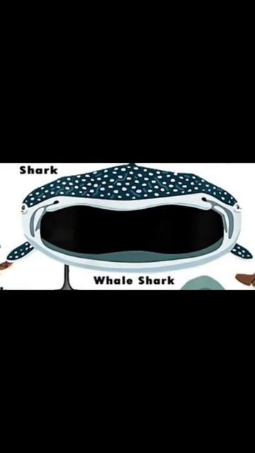 Whale shark😮#whaleshark #shorts смотреть онлайн