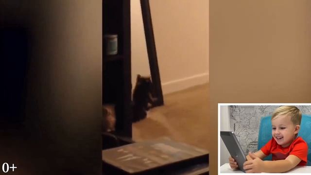 КОШАЧИЙ СУШНЯК #SuperGerman Fanny Videos