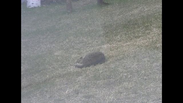 Самый ленивый кот на свете! смотреть онлайн