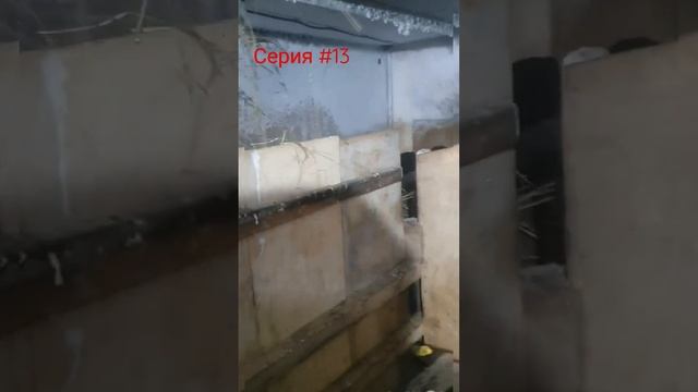 баран сломал ногу #shorts #деревня #овцеводство #куры смотреть онлайн