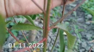 прививка персика летом // peach grafting in summer