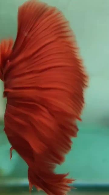 IKAN CUPANG MERAH MERONA SIRIP PANJANG смотреть онлайн