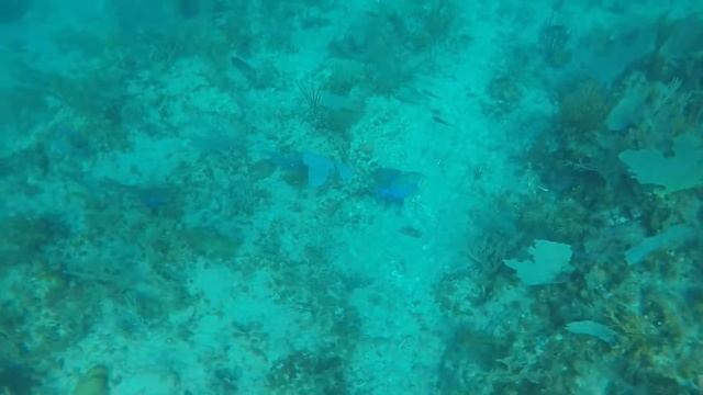 Queen Triggerfish, Drunk Bay смотреть онлайн