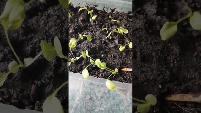Пікірую стокротку(Маргаритку) смотреть онлайн