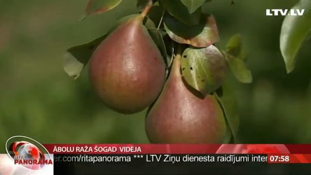 Ābolu Raža šogad  Vidēja