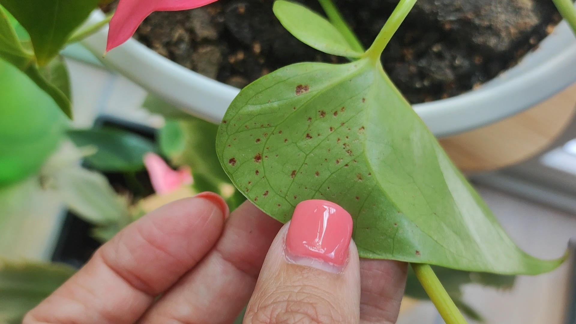 Коричневые точки на листьях у Антуриума? Почему листья желтеют?